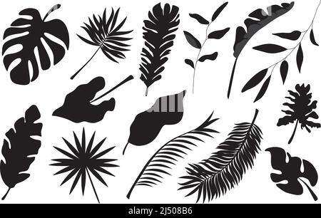Foglia di palma tropicale isolata su sfondo bianco. Set di alberi di piante estive nere. Illustrazioni del ramo botanico Tropico illustrazione del vettore Illustrazione Vettoriale