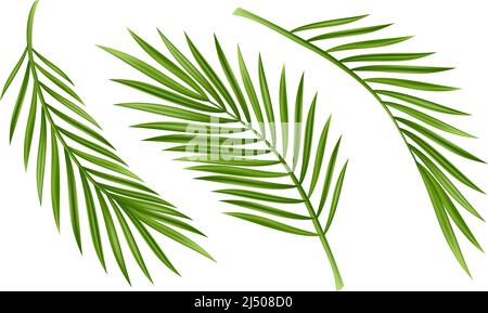 Foglia di palma tropicale isolata su sfondo bianco. Realistico verde estate pianta albero set. Illustrazioni del ramo botanico Tropico illustrazione del vettore Illustrazione Vettoriale