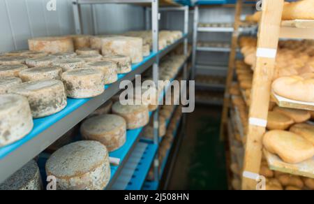 Ruote di formaggio di pecora su scaffali in camera di maturazione del caseificio Foto Stock