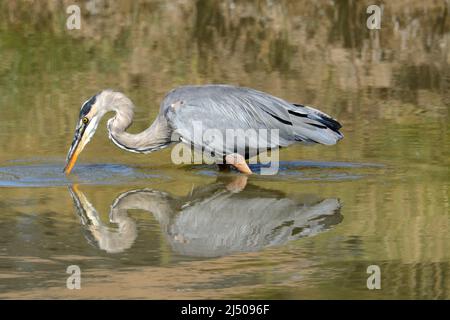 Great Blue Heron Wading e la pesca nella parte bassa del lago Foto Stock
