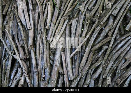 Pezzi di legno secco invecchiato in posizioni verticali che creano un muro a Bali, Indonesia Foto Stock