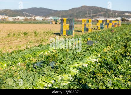 Tagliare il sedano maturo adagiato sul campo in file uniformi Foto Stock