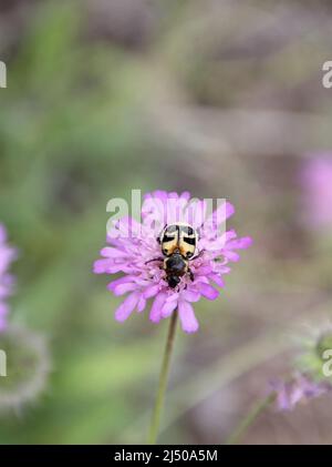 Scarabeo di api, Trichio fasciatus, sul fiore viola di Knautia. Primo piano foto con sfondo sfocato natura. Foto Stock