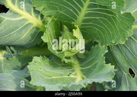 Cavolo bianco giovane durante l'inizio della formazione testa di cavolo vicino. Villaggio giardino agricoltura. Agricoltura biologica. Foto Stock