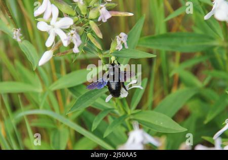 Xylocopa valga, insetto di api di legno selvatico carpentiere su fiori di saponaria. Rara ape unica grande vicino fino a foto. Foto Stock