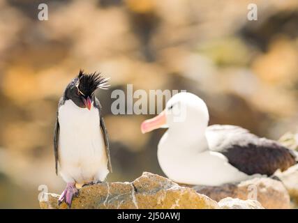 Pinguino Rock Hopper che fissa un Albatross Black Browed Foto Stock