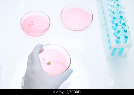 Sopra la vista della mano guantata dello scienziato o del chimico che prende la piastra di Petri con la muffa nella sostanza rosa durante l'indagine scientifica in laboratorio Foto Stock