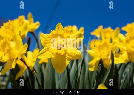 Naffodoli raffigurati contro un cielo azzurro. Foto Stock