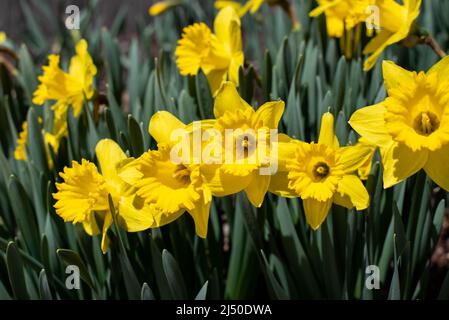 Naffodoli raffigurati contro un cielo azzurro. Foto Stock