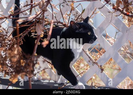 Un gatto bianco e nero cammina lungo un traliccio coperto di vite. Foto Stock