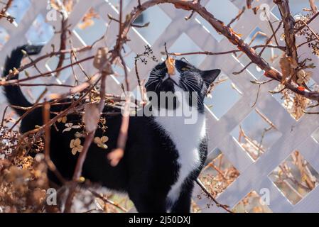 Un gatto bianco e nero cammina lungo un traliccio coperto di vite. Foto Stock