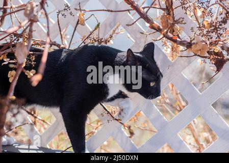 Un gatto bianco e nero cammina lungo un traliccio coperto di vite. Foto Stock
