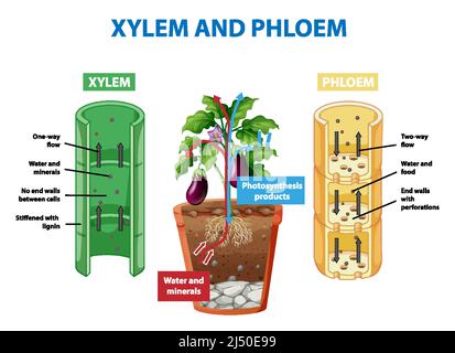 Diagramma che mostra xilema e floema in illustrazione di pianta Illustrazione Vettoriale