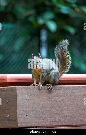 Issaquah, Washington, Stati Uniti. Douglas Squirrel arroccato su una piantatrice di fiori Foto Stock