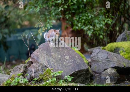 Issaquah, Washington, Stati Uniti. Scoiattolo Western Grey appoggiato su una grande roccia Foto Stock