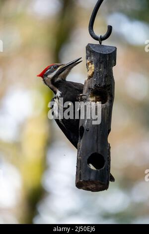 Issaquah, Washington, Stati Uniti. Femmina Pileated Woodpecker mangiare da un alimentatore di sueto di log. Foto Stock