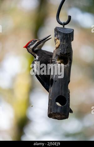 Issaquah, Washington, Stati Uniti. Femmina Pileated Woodpecker mangiare da un alimentatore di sueto di log. Foto Stock