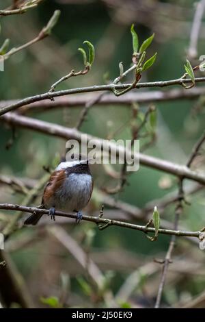 Issaquah, Washington, Stati Uniti. Chickadee di castagno in un albero in primavera Foto Stock