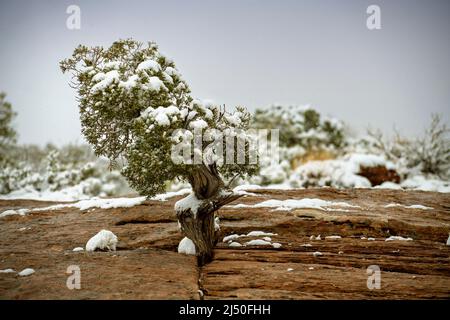 Albero innevato nel Canyon Foto Stock