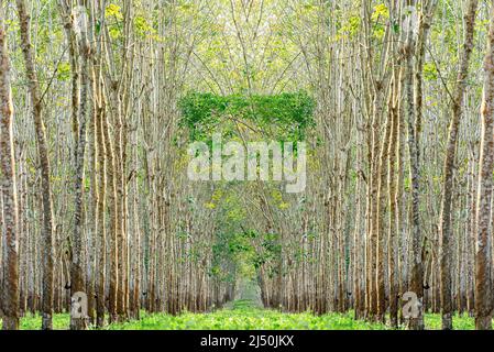 Alberi di gomma con tazze di lattice sulla fattoria Foto Stock