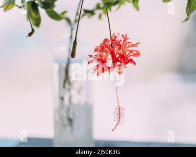 Specie selvatiche di Hibiscus Foto Stock