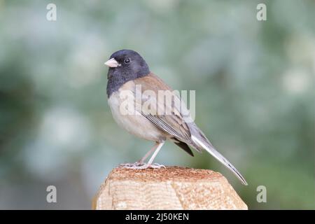 Junco ad occhio scuro per adulti: Maschio appiciato sul polo di recinzione. Contea di Santa Clara, California, Stati Uniti. Foto Stock