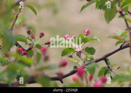 Il fiore di Appletree si chiude. Frutteto di mele in fiore. Bellissimi fiori rosa e bianco di alberi di mela. Fiori e gemme di melo su sfondo sfocato Foto Stock