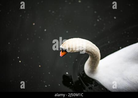 Gocce di pioggia che cadono sul collo di piume bianche di un cigno bianco tranquillo su un lago scuro Foto Stock
