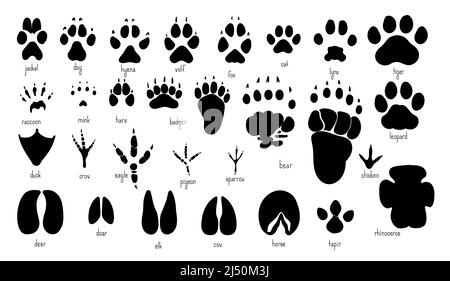 Impronte di animali varietà di stampe di zampa di animali Illustrazione Vettoriale