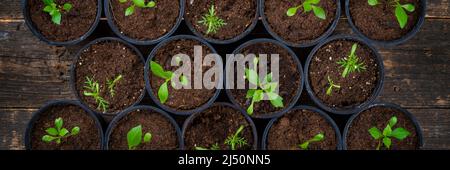 Di recente trasfanto giovani piante di fiori. Taglio piante di fiori giardinaggio sfondo. Vista dall'alto su sfondo in legno. Foto Stock