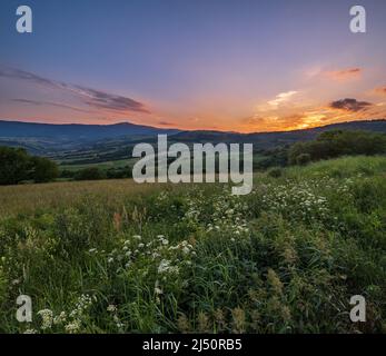 Pittoresco giugno Carpazi montagna campagna prati. Abbondanza di vegetazione e bellissimi fiori selvatici. Foto Stock