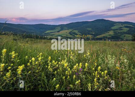 Pittoresco giugno Carpazi montagna campagna prati. Abbondanza di vegetazione e bellissimi fiori selvatici. Foto Stock