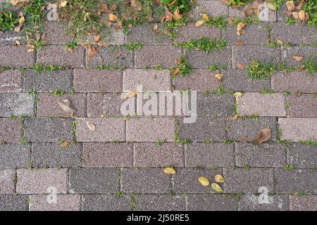 Strada di mattoni con erba e foglie gialle Foto Stock