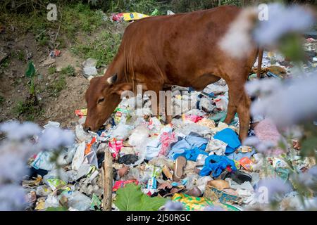 Uttarakhand, INDIA - Aprile 2nd 2022 : mucche che mangiano rifiuti pieni di plastica e altri rifiuti tossici scaricati strada. Foto Stock