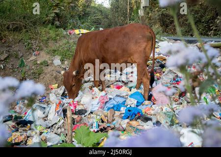 Uttarakhand, INDIA - Aprile 2nd 2022 : mucche che mangiano rifiuti pieni di plastica e altri rifiuti tossici scaricati strada. Foto Stock