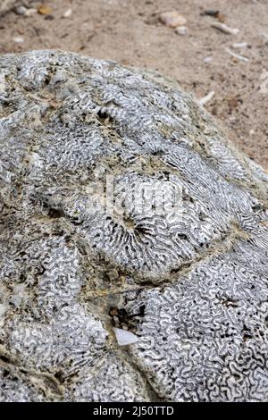 Roccia corallina sulle rive di Playa Jeremi sull'isola caraibica di Curacao Foto Stock