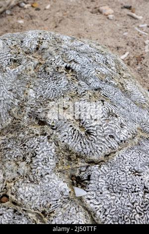 Roccia corallina sulle rive di Playa Jeremi sull'isola caraibica di Curacao Foto Stock