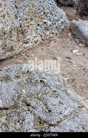 Roccia corallina sulle rive di Playa Jeremi sull'isola caraibica di Curacao Foto Stock