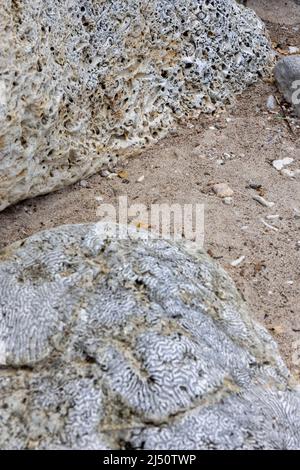 Roccia corallina sulle rive di Playa Jeremi sull'isola caraibica di Curacao Foto Stock