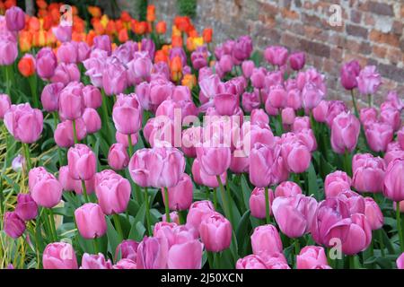 Tulipano ÔPurple PrideÕ in fiore Foto Stock