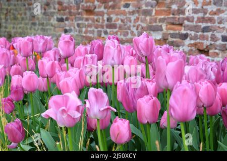 Tulipano ÔPurple PrideÕ in fiore Foto Stock