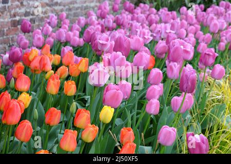 Orange Tulip 'Apeldoorn' e ÔPurple PrideÕ in fiore Foto Stock