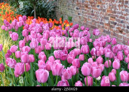 Orange Tulip 'Apeldoorn' e ÔPurple PrideÕ in fiore Foto Stock