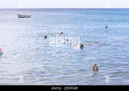 Snorkeling con le tartarughe marine e i pellicani a Playa grandi (Playa Piscado) sull'isola caraibica di Curacao Foto Stock