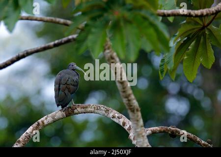 Green ibis, Mesembrinibis cayennensis, Cayenne ibis seduto su albero. Uccello nell'habitat. Scena della fauna selvatica dalla giungla tropicale. Uccello in habitat, Boca Tap Foto Stock