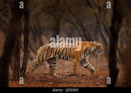 Tigre indiana, animale selvatico nell'habitat naturale, Ranthambore NP, India. Gatto grande, animale in pericolo. Fine della stagione secca, inizio monsone. Tiger da f Foto Stock