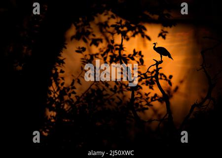 Uccello, tramonto arancione. Indian Peafoul, uccello mostra corteggiamento in finestra albero, Ratnhamore rovina, India. Danza di accoppiamento degli uccelli. Peafowl indiano, Pavo critico Foto Stock