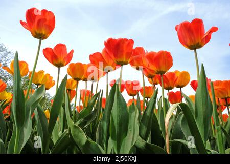 Rosso e arancio mix di tulipani ibridi trionfi in fiore. Foto Stock