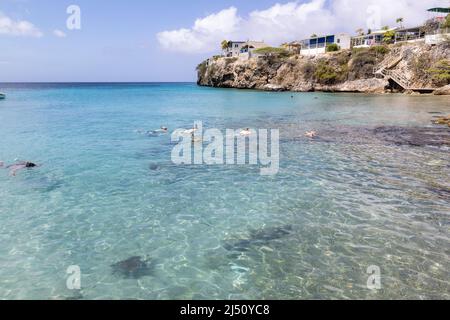 Snorkeling con le tartarughe marine e i pellicani a Playa grandi (Playa Piscado) sull'isola caraibica di Curacao Foto Stock