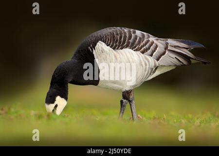 Barnacle Goose, Branta leucopsis, Francia. Uccello nell'erba. Fauna selvatica scena dalla natura. Uccello che alimentano erba. Uccello bianco e nero, fauna selvatica Europa. Foto Stock